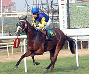 indiarace-Red Romeo (M Fenton Up), winner of The Chief Minister's Gold Cup