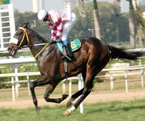 indiarace-Red Romeo (M Fenton Up), winner of The Chief Minister's Gold Cup